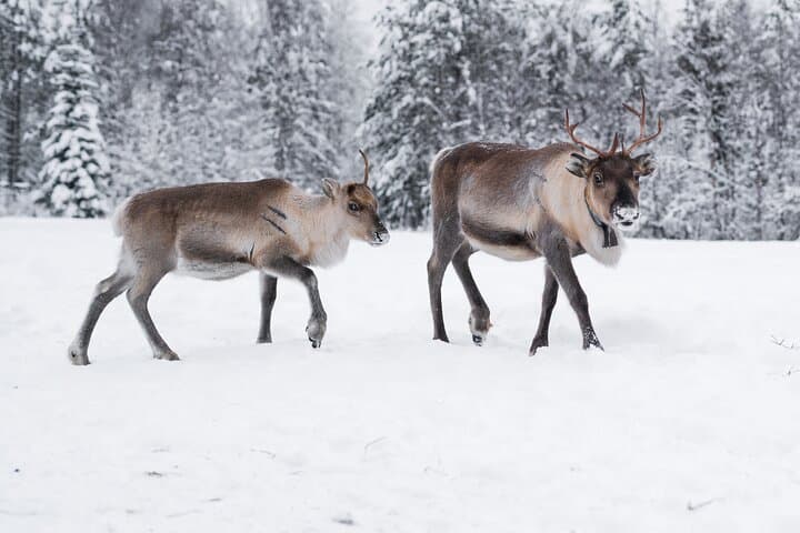 ROVANIEMI: Reindeer Farm Visit and Walking
