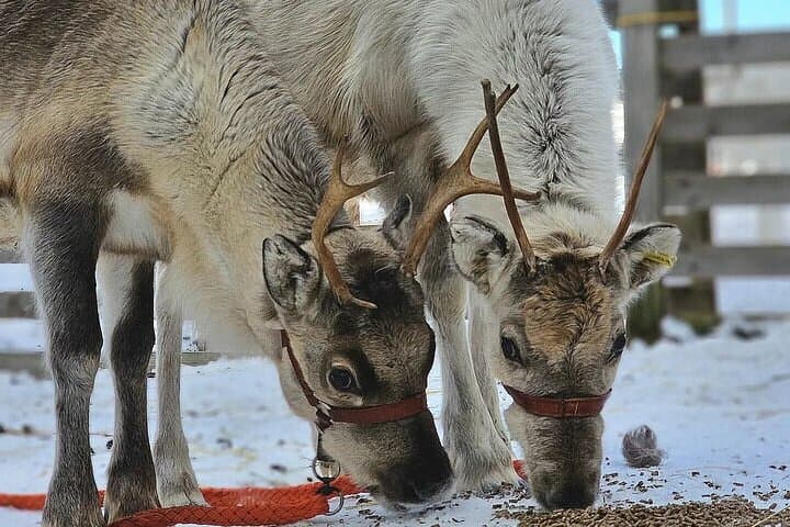 Rovaniemi: Self-drive Husky Safari to a Reindeer farm