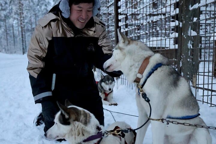 Rovaniemi Lapland Husky Experience 5km