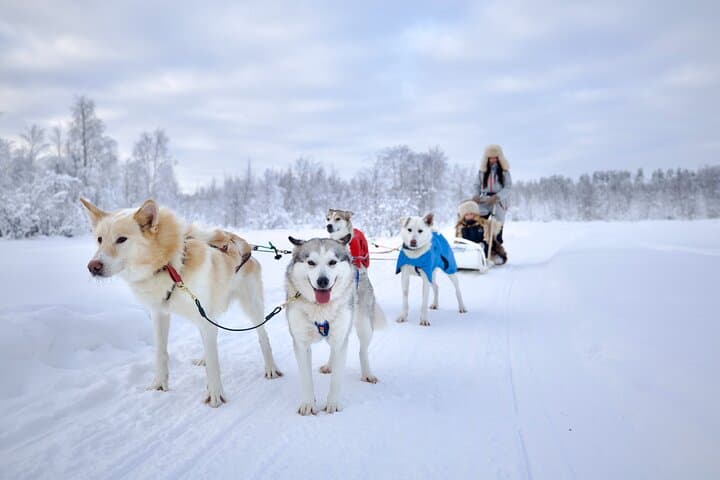 Rovaniemi Lapland Husky Experience 5km