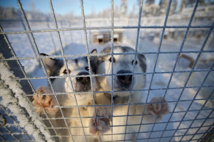 Rovaniemi Lapland Husky Experience 5km