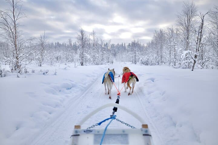 Lapland Wilderness Husky Safari 7,5 km