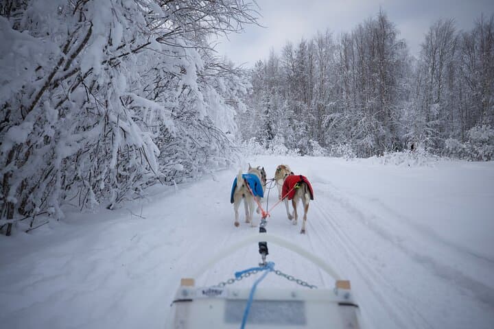Lapland Wilderness Husky Safari 7,5 km