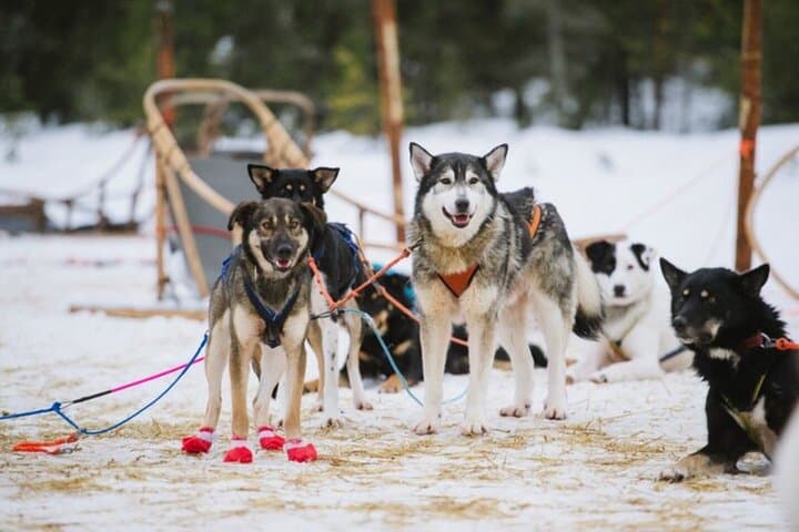 Santa Claus Village: Husky and Reindeer Combo with Hotel Transfer