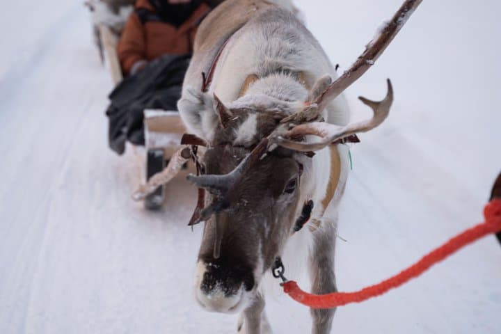 Ice Fishing With Reindeers