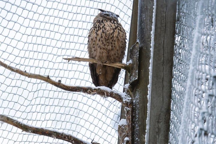 Ranua WildLife Zoo Park