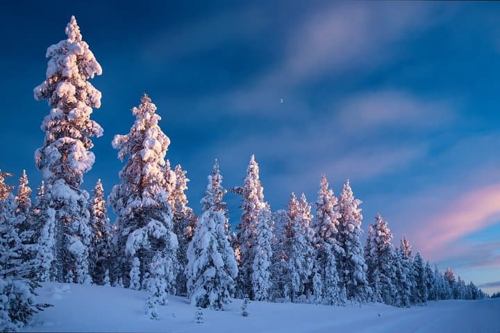 Rovaniemi Snowy Forest 3 Hour Tour like in the movies