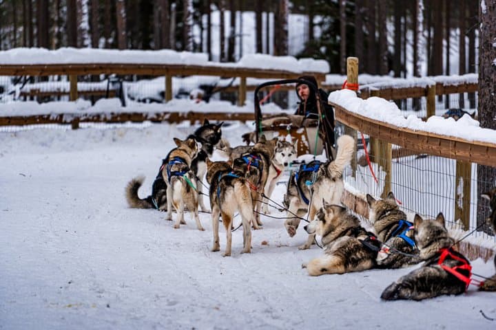 Reindeer Ride Husky Meet and Greet with Santa Claus Village