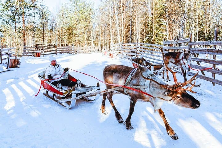 Rovaniemi Reindeer Ride and Farm Visit with Transfers