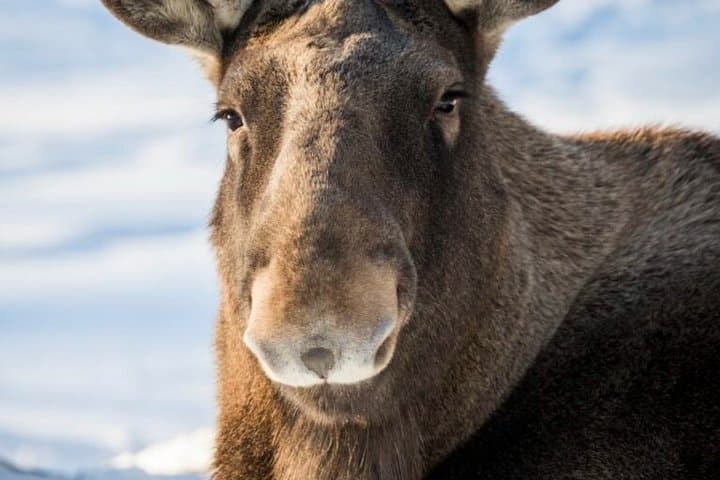 Round Trip Transfer from Rovaniemi to Ranua Zoo