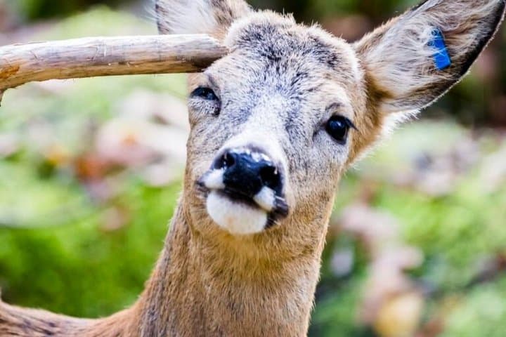 Round Trip Transfer from Rovaniemi to Ranua Zoo