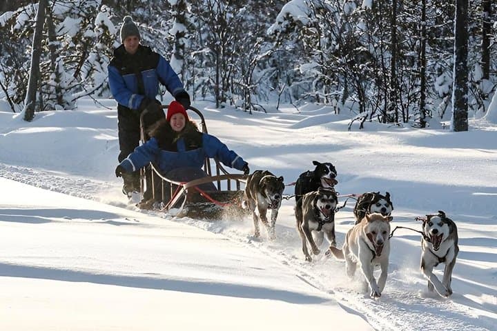Rovaniemi: Arctic Husky Safari Tour