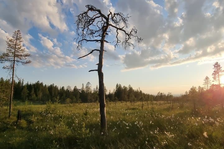 Hike in Northern Oulanka National Park - private tour
