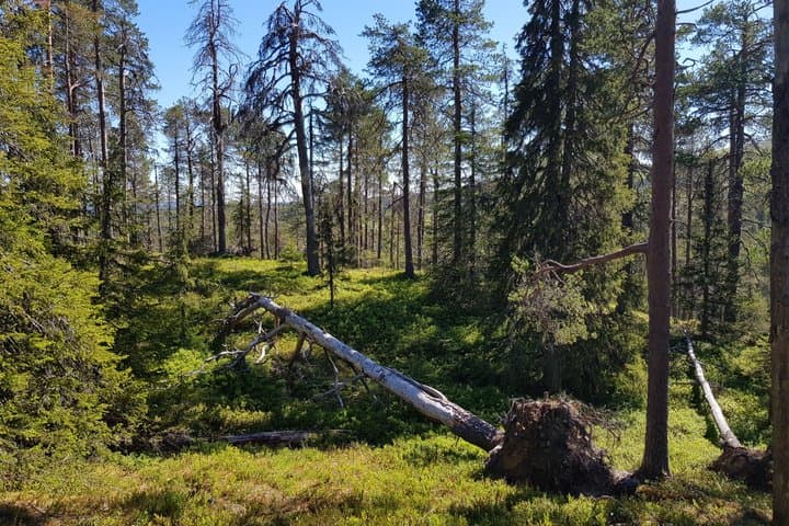 Hike in Northern Oulanka National Park - private tour