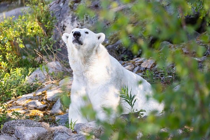From Rovaniemi: Full Day Tour to Lapland's Attractions 5in1