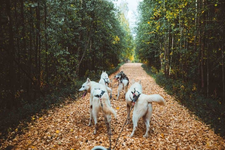 Autumn Husky Ride on Wheels, Apukka Resort Rovaniemi