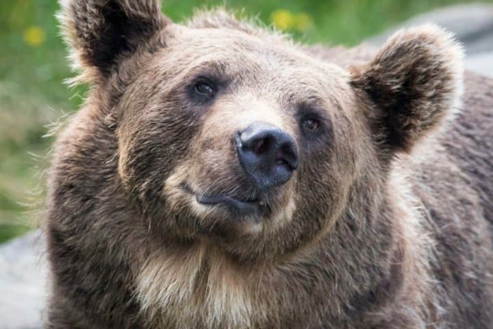 Arctic Wildlife Adventure Ranua Zoo Tour at Rovaniemi and Lapland