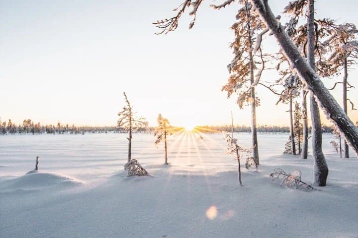 Snowshoeing Experience Explore the Silent Arctic Forest Rovaniem