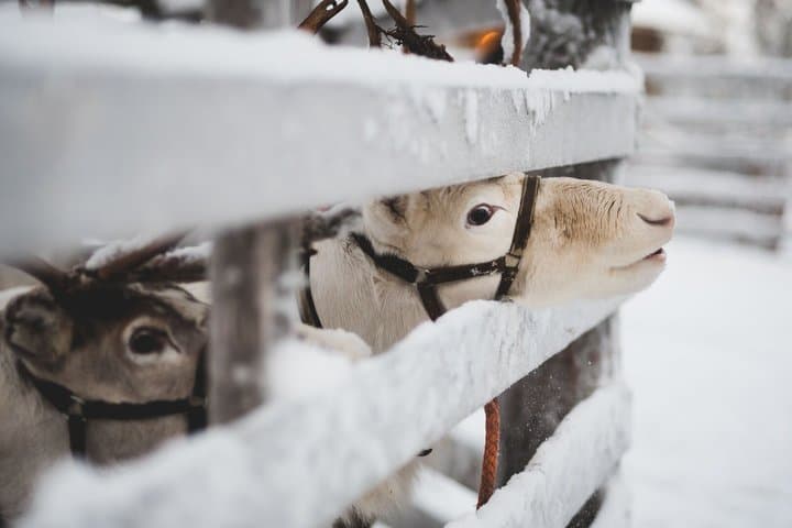 Snowmobile Safari with Reindeer Feeding and Sleigh Ride in Levi