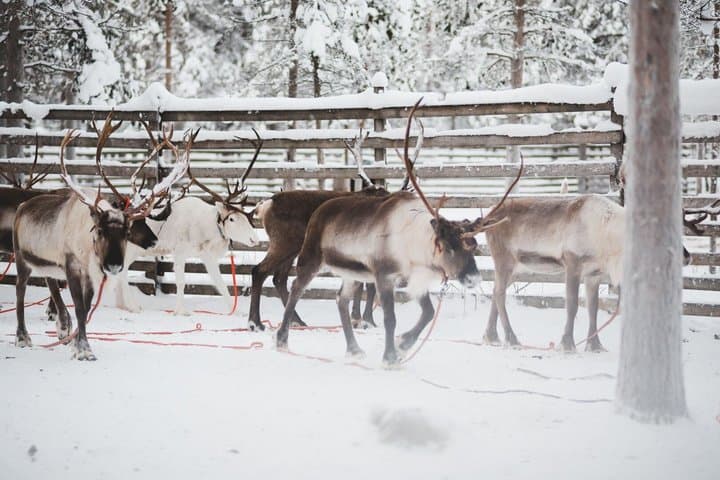 Snowmobile Safari with Reindeer Feeding and Sleigh Ride in Levi