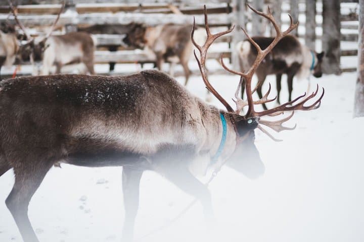 Snowmobile Safari with Reindeer Feeding and Sleigh Ride in Levi