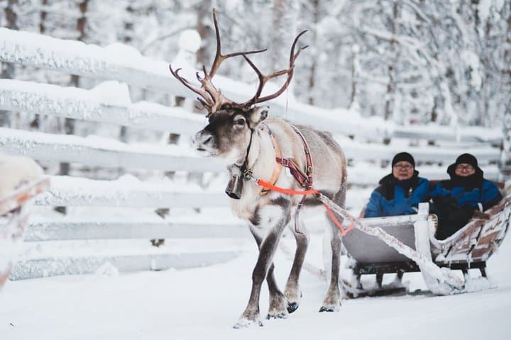 Snowmobile Safari with Reindeer Feeding and Sleigh Ride in Levi