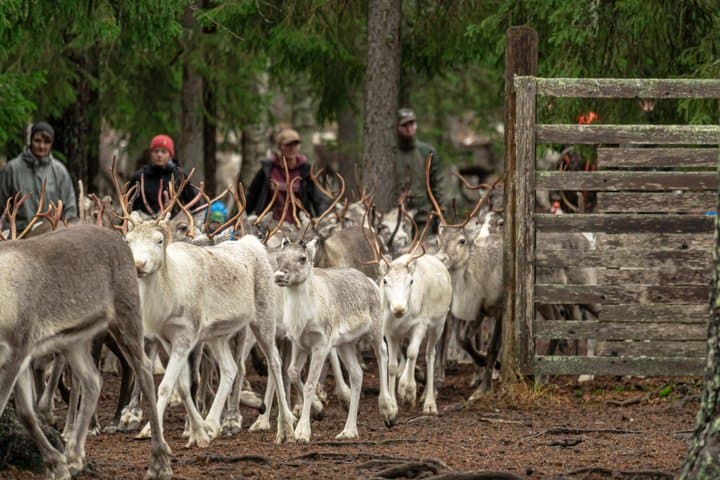 Autumn Local Reindeer Farm Visit with Professional Photographer