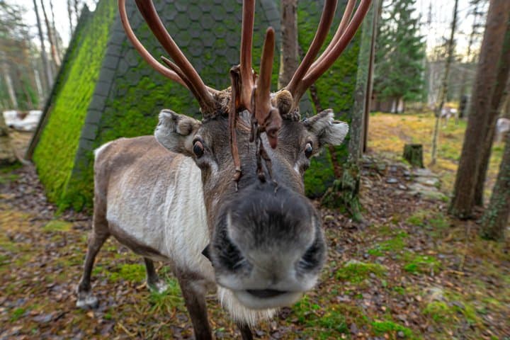Autumn Local Reindeer Farm Visit with Professional Photographer