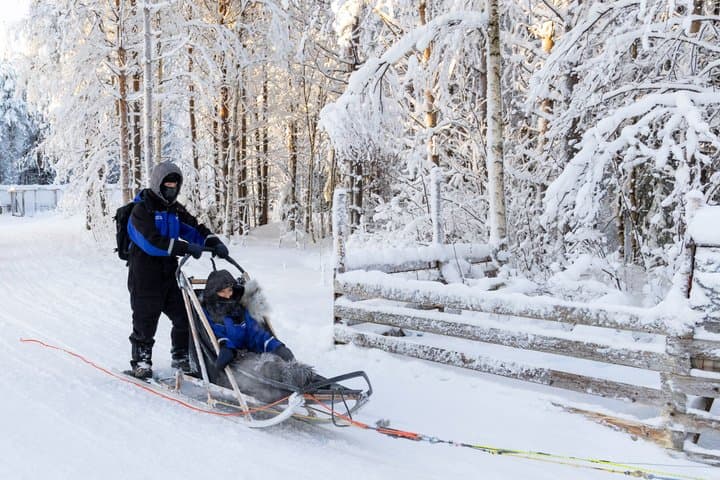 Husky Safari - Rovaniemi