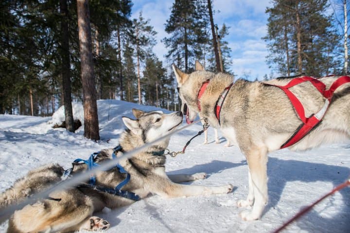 Snowmobile Safari to Husky Farm - Rovaniemi