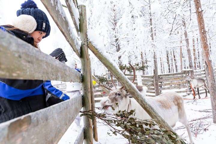 Arctic Combo, Huskies & Reindeer - Rovaniemi