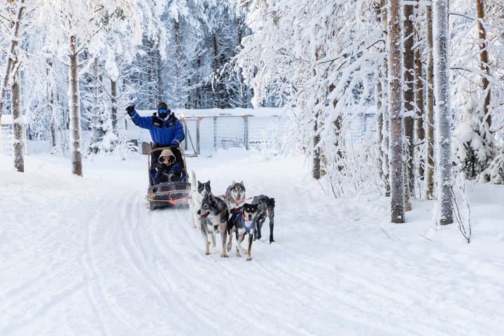 Arctic Combo, Huskies & Reindeer - Rovaniemi