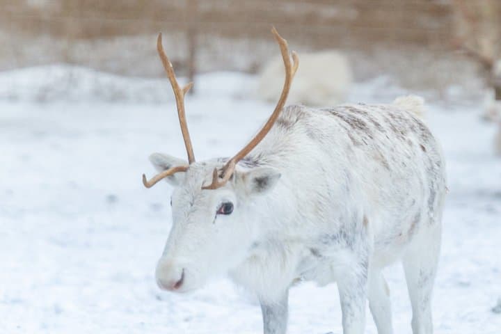 Rovaniemi: Insider Bucket List Adventure