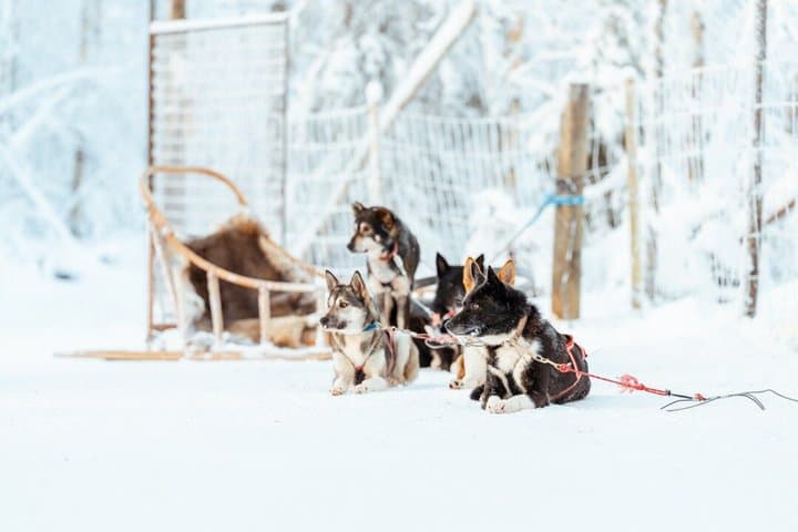 Rovaniemi: Insider Bucket List Adventure