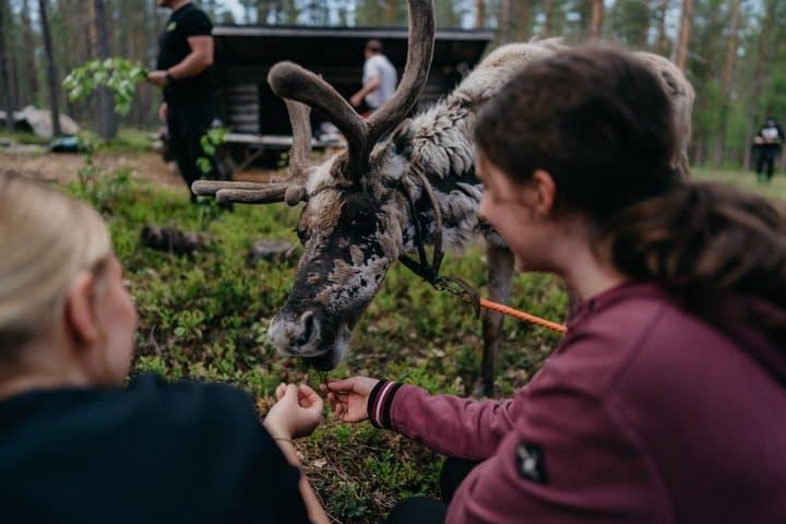 Arctic Reindeer Hike Experience - Rovaniemi