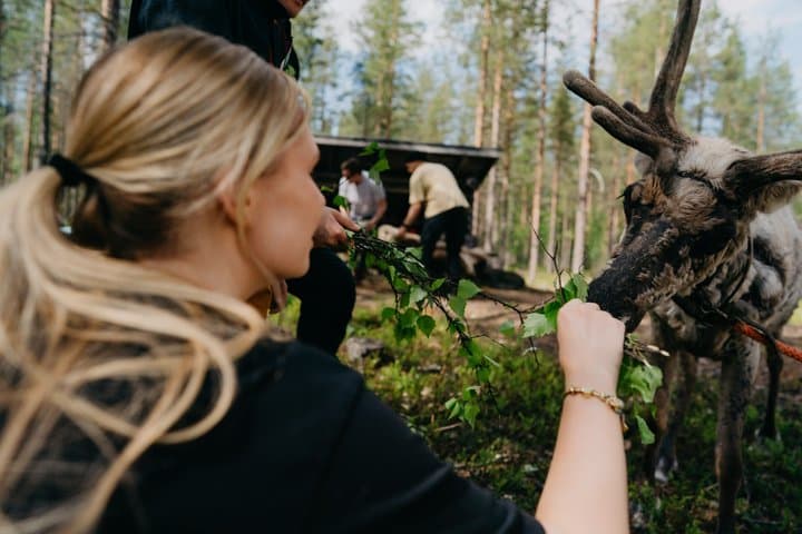 Arctic Reindeer Hike Experience - Rovaniemi