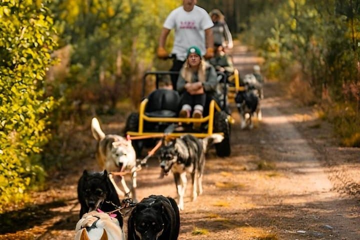 Husky on wheels
