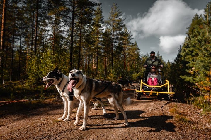 Husky on wheels