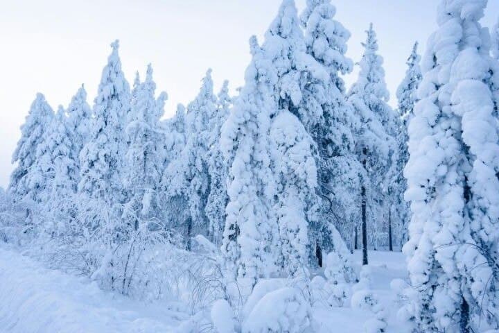 Levi to Rovaniemi Snowshoeing Transfer Experience