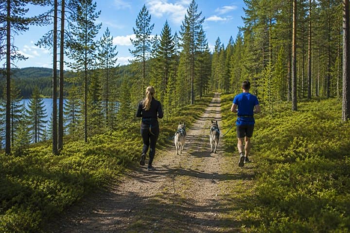 Guided Husky Hike in Finnish National Park