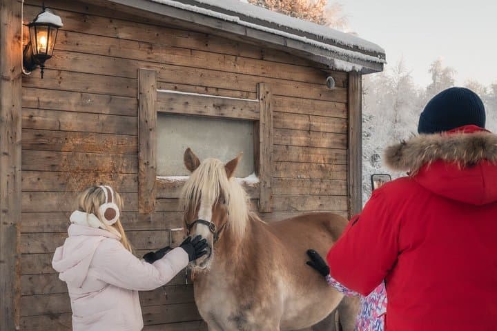Tour to Aurora Horses Farm with Charming Finnhorses