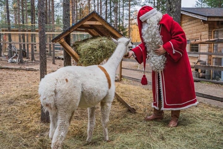 Snowmobile & Animals Day Tour