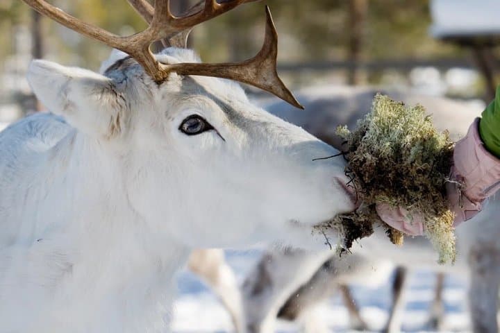 Snowmobile & Animals Day Tour