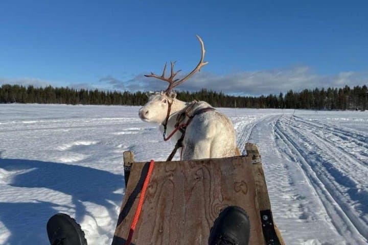 Reindeer Family Trip & Visit husky Kennel