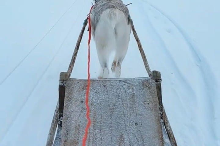 Reindeer Family Trip & Visit husky Kennel