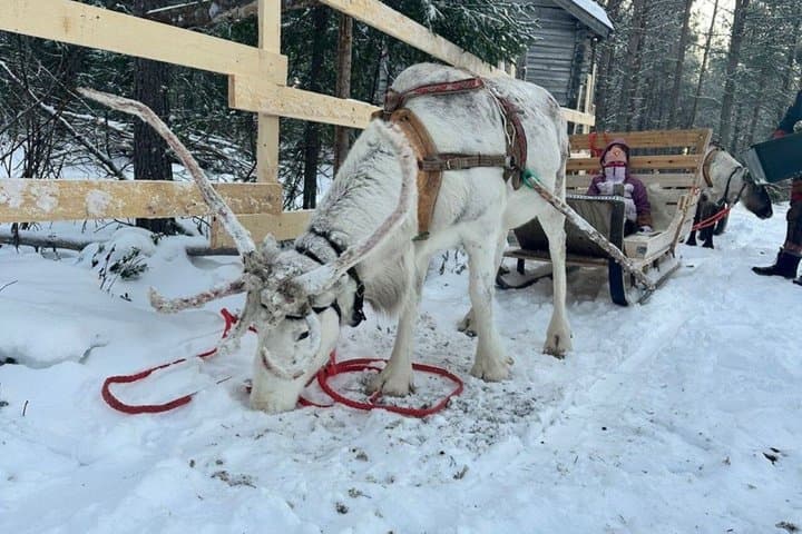 Reindeer Family Trip & Visit husky Kennel