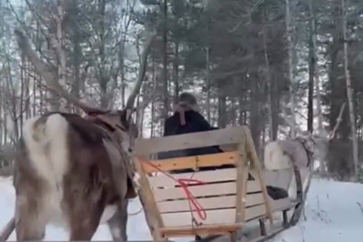 Reindeer Family Trip & Visit husky Kennel