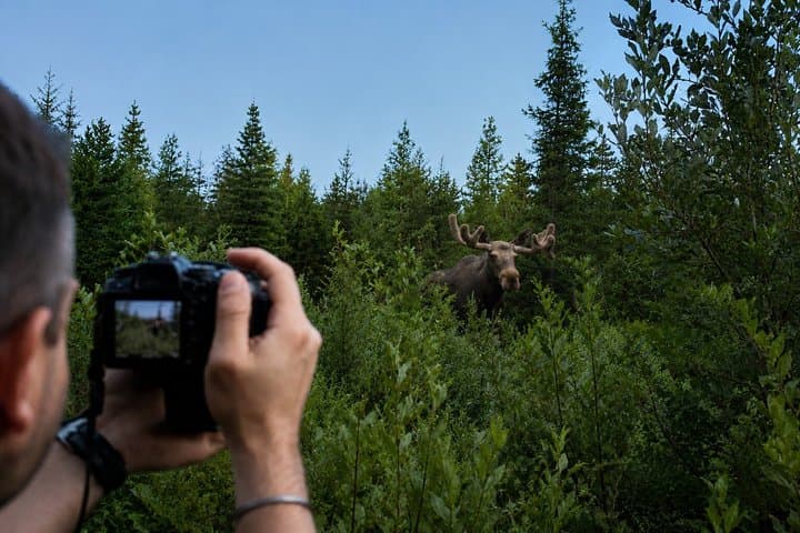 Rovaniemi: Unlimited-KM Moose & Arctic Wildlife Safari