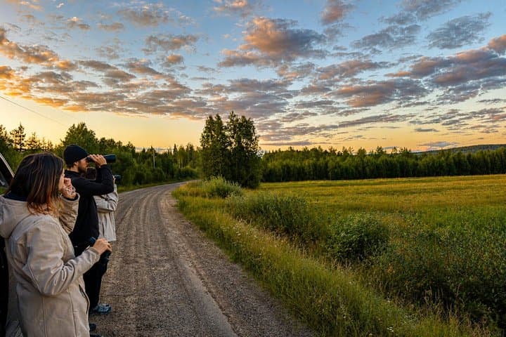 Rovaniemi: Unlimited-KM Moose & Arctic Wildlife Safari