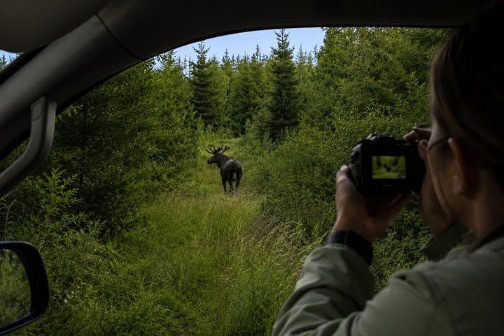 Rovaniemi: Unlimited-KM Moose & Arctic Wildlife Safari